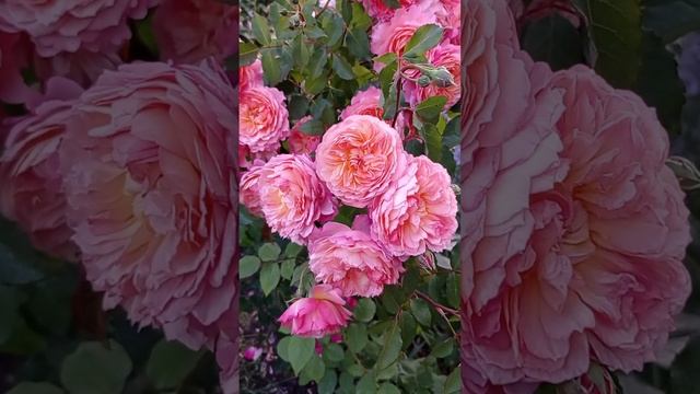 ?Изумительно красивая роза Роз де Жерберуа.Massad.?❤️? Всё о розе -ниже в описании.⬇️ смотреть онлайн