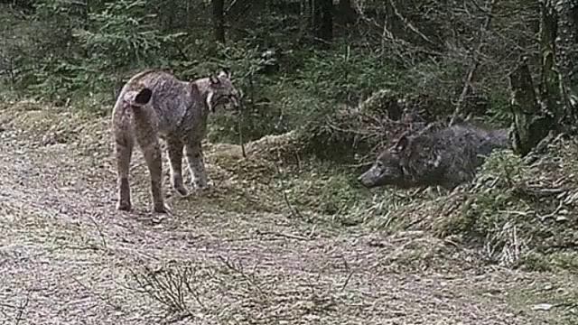 БЕЛОРУССКАЯ РЫСЬ ПОРВАЛА РУССКОГО ВОЛЧАРУ!!!🐺🐺 смотреть онлайн