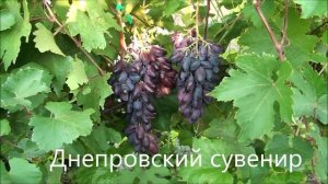 Днепровский сувенир