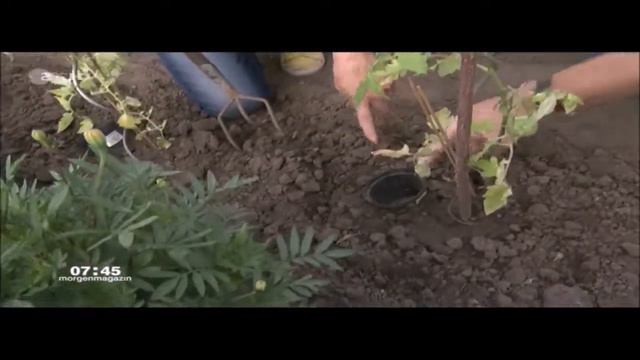 ZDF-Morgenmagazin: 💧richtig gießen und Wasserverdunstung vermeiden смотреть онлайн