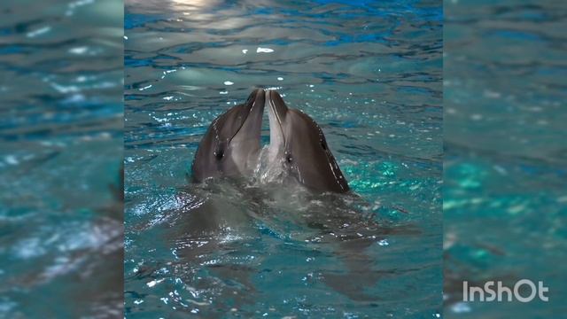 Дельфины #детскоевидео #животные #асмр #звукиприроды #дельфины #малышам #музыка