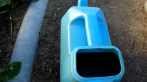 Как вырастить крупный чеснок на грядке!