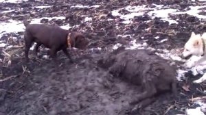 охота, первая встреча лабрадора с кабаном!