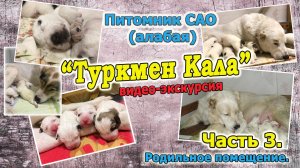 Видео-экскурсия по питомнику. Родильное помещение.