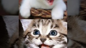 Замела метелица город мой