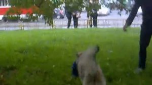 Собака не хочет отдавать куртку