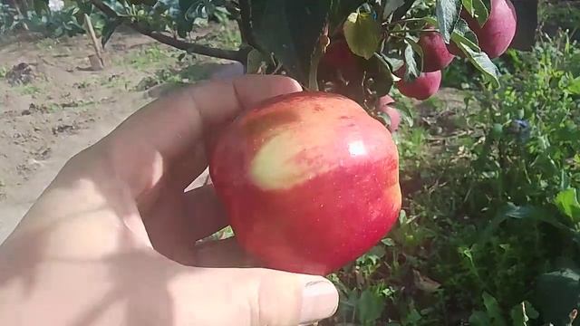 Яблоня сорт моди смотреть онлайн