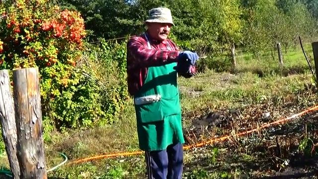 Малина: как заготовить саженец для его 100% приживаемости! смотреть онлайн