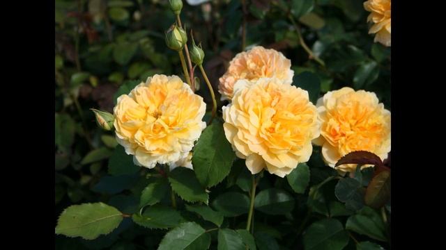 Сорта английских роз Дэвида Остина! Планирование цветников с английскими розами! Мой сад. смотреть онлайн