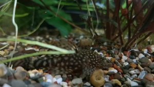 Болезни аквариумных рыб часть 1.(плавниковая гниль, сапролегниоз, водянка, пучеглазие, туберкулез)