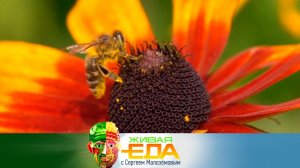 Всё о пользе пыльцы и в чем чай в пакетиках проигрывает листовому | «Живая еда»