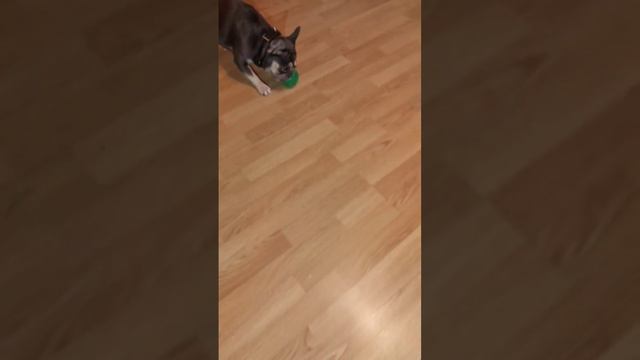 Бульдог не видит преград. Правда и голова застрять может #frenchbulldog #бульдог #французскийбульдо смотреть онлайн