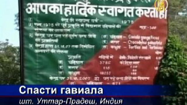 Индийские ученые хотят спасти гавиала от исчезновени