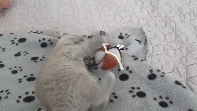 Котики муркотики❤