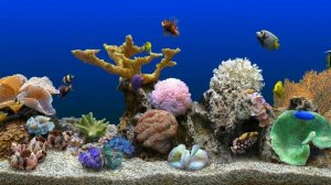 ?Спокойная музыка для души, сна и отдыха | Аквариум с рыбками?