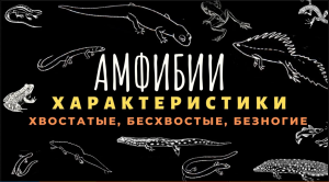 Класс земноводные или амфибии. Биология 7 класс. Земноводные животные. Строение, отличия. ЕГЭ