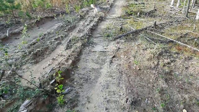 Смотри скорее. С хаски за грибами, собираем белые грибы. Второй поход с Дейзи. смотреть онлайн