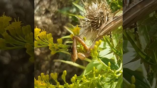 Gottesanbeterin, mantis, germany, saarland, merzig смотреть онлайн
