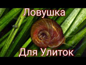 Как выловить улиток катушек из аквариума