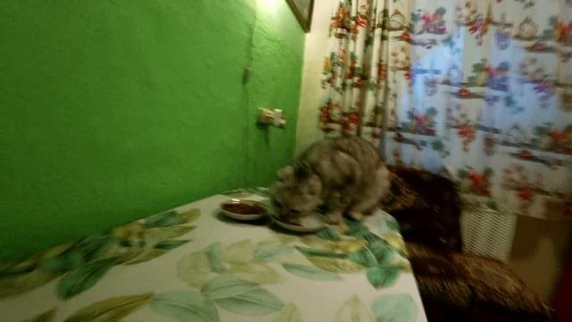 Поющий кот   #кот #котик #кошки