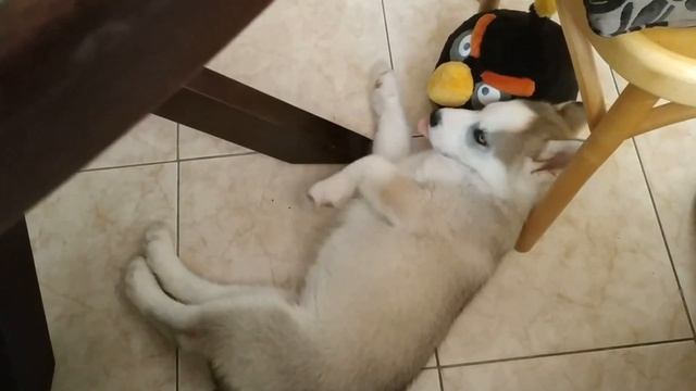 СПОКОЙНОЙ НОЧИ, МАЛЫШИ | ХАСКИ ГРОМ | ГРОМ ДЕТСТВО | АРХИВ смотреть онлайн