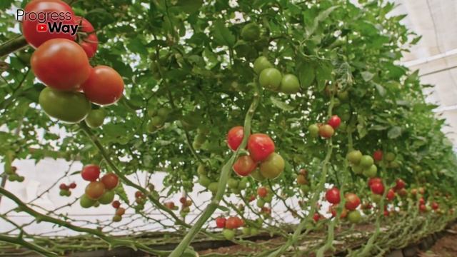Многие Едят ПОМИДОРЫ, Но Даже Не Догадываются Об Их Действии На Организм. Что Творят Помидоры? смотреть онлайн