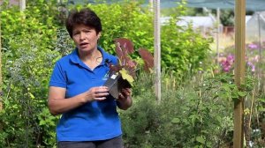 Экскурсия по питомнику декоративных растений