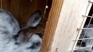 кролики бабочка и полтавское серебро самая любимая порода кроликов