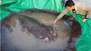 По мнению учёных в Меконге обнаружена самая большая в мире пресноводная рыба