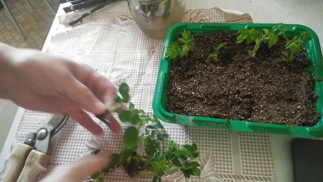 Размножение роз молодыми черенками. 26 ноября.