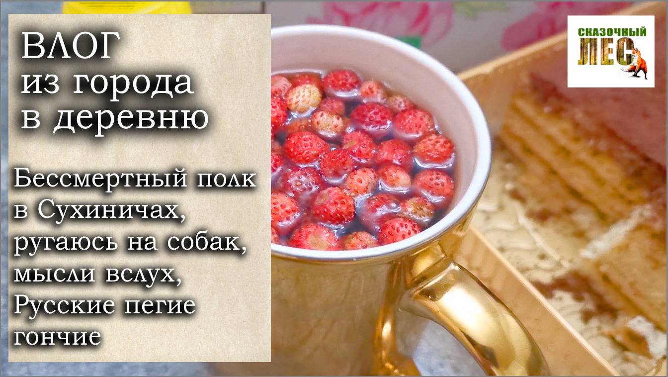 ВЛОГ из города в деревню/50 оттенков головной боли/БЕССМЕРТНЫЙ ПОЛК в Сухиничах/русские пегие гончие