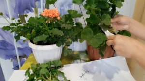 ПЕЛАРГОНИЯ ПЕРЕД ЗИМОВКОЙ.ОБРЕЗАЮ.УКОРЕНЯЮ.СОХРАНЯЮ.