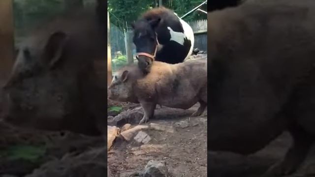 A horse and his pig смотреть онлайн