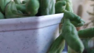 Кактусы и суккуленты.Подготовка к пересадке.