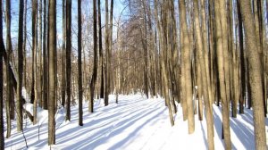 Дубовый лес 12 марта 2021