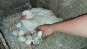 Нет наклева у индоутки-что делать ? как помочь утятам вылупиться !