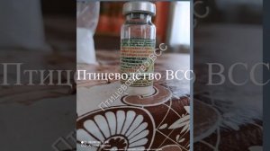 Пропойка бройлера Кобб 500. Пошаговый рецепт.