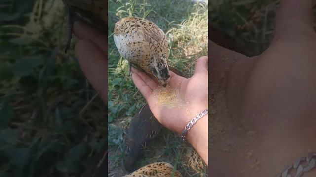 Feeding Bobwhite quail on my hand #2