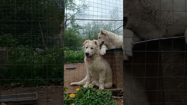 щенки кавказского  волкодава 3 месяца