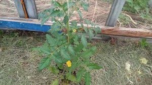 ТОМАТЫ в теплице. ВАЖНЫЕ ПОДКОРМКИ