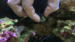 Кораллы на плашках (как клеить) | Морской аквариум