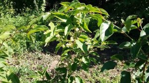 Актинидия самоплодная