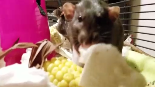 Крыса следует этикету смотреть онлайн