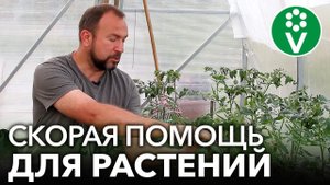 СОЖГЛИ РАСТЕНИЯ ПОДКОРМКОЙ ИЛИ ОБРАБОТКОЙ? Реанимируем растения быстро и эффективно