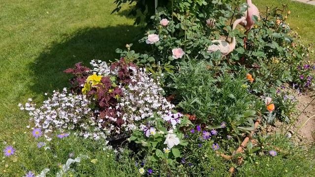 ЗАЦВЕТУТ СТЕНОЙ! Сделайте ЭТО ПЕРЕД ЦВЕТЕНИЕМ! Чем подкормить КЛЕМАТИСЫ ЛЕТОМ смотреть онлайн