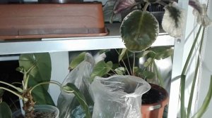 Размножение Хризантемы зимой. Результат уже на 9 день.