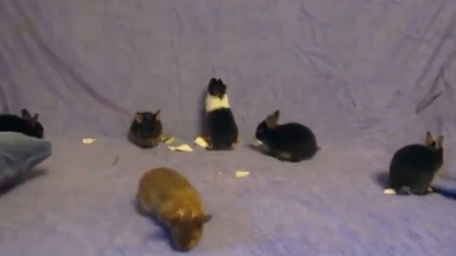 Питомник ЛАРСиК. Цветные карликовые крольчата. смотреть онлайн