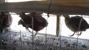 Спасаем перепелок от жары.