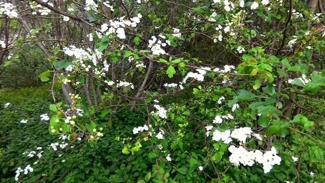 Невозможно описать словами нежность. Павел Коган (слушать стихи) смотреть онлайн