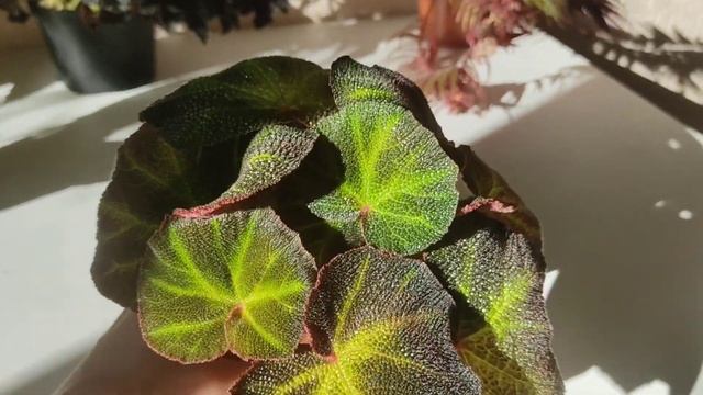 Обзор бегоний, как подросли ?? смотреть онлайн